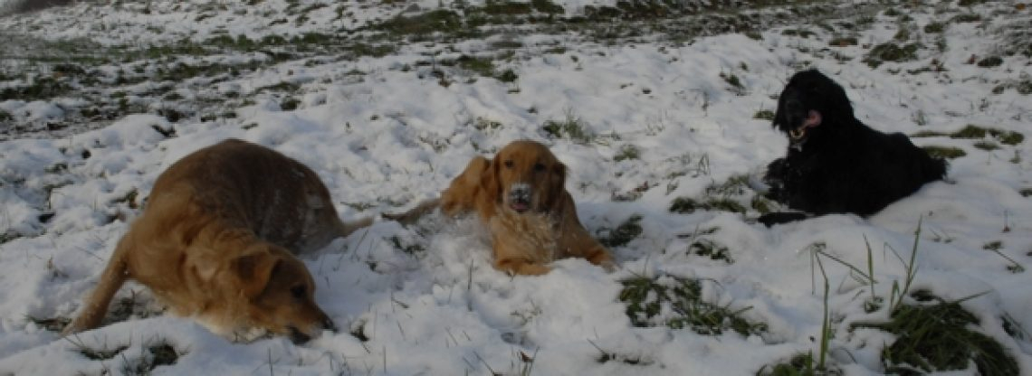 Gruppen und Assistenzhundetraining